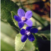 anchusa azurea mill.