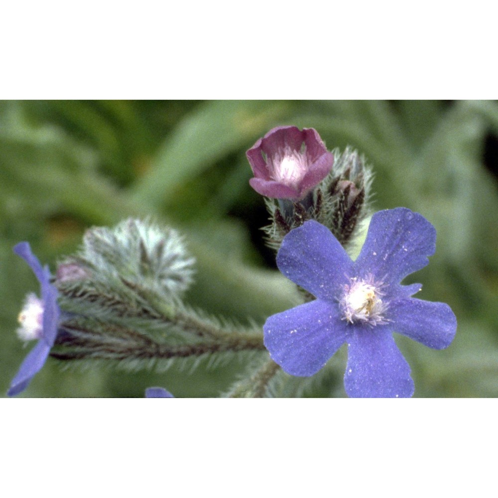 anchusa azurea mill.