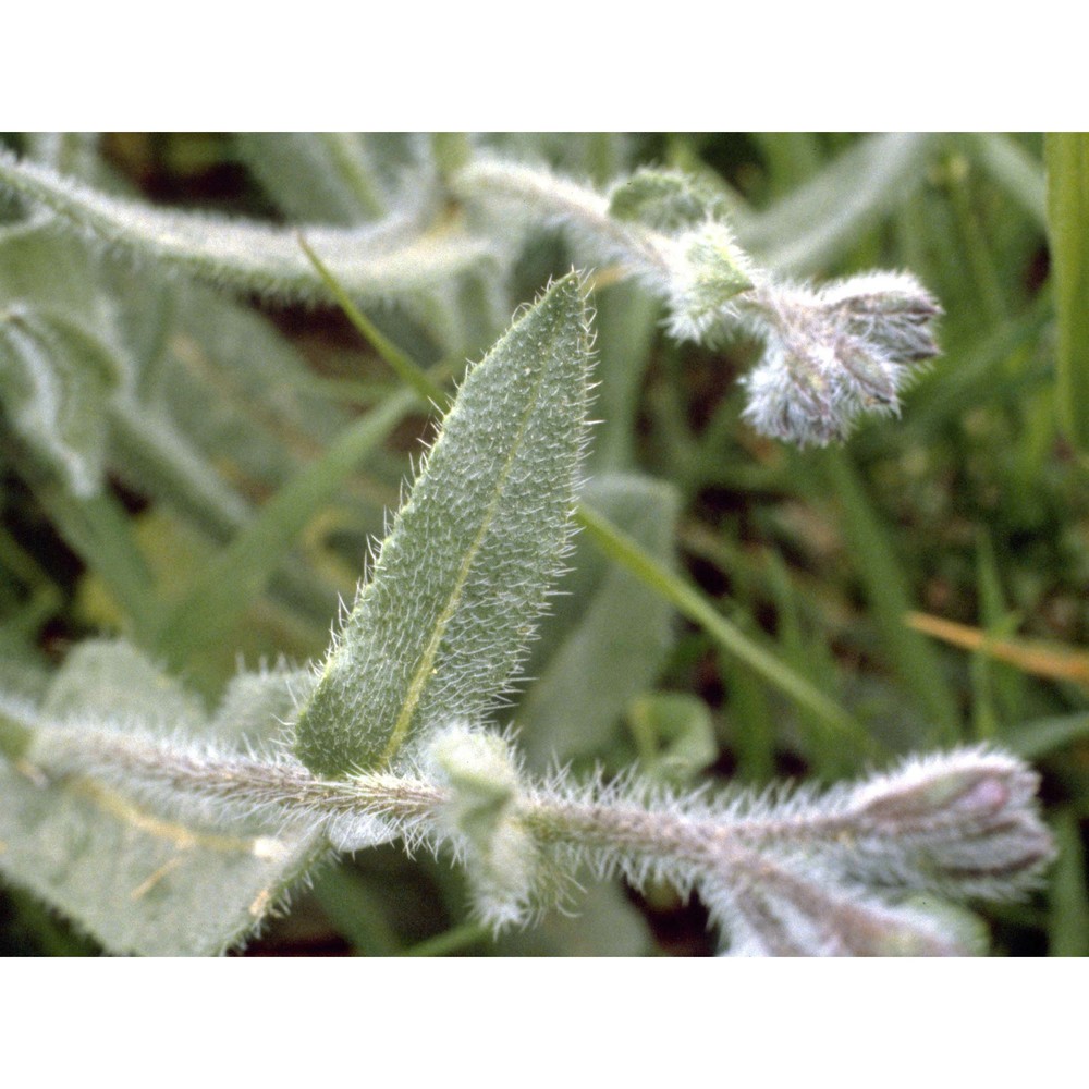 anchusa azurea mill.