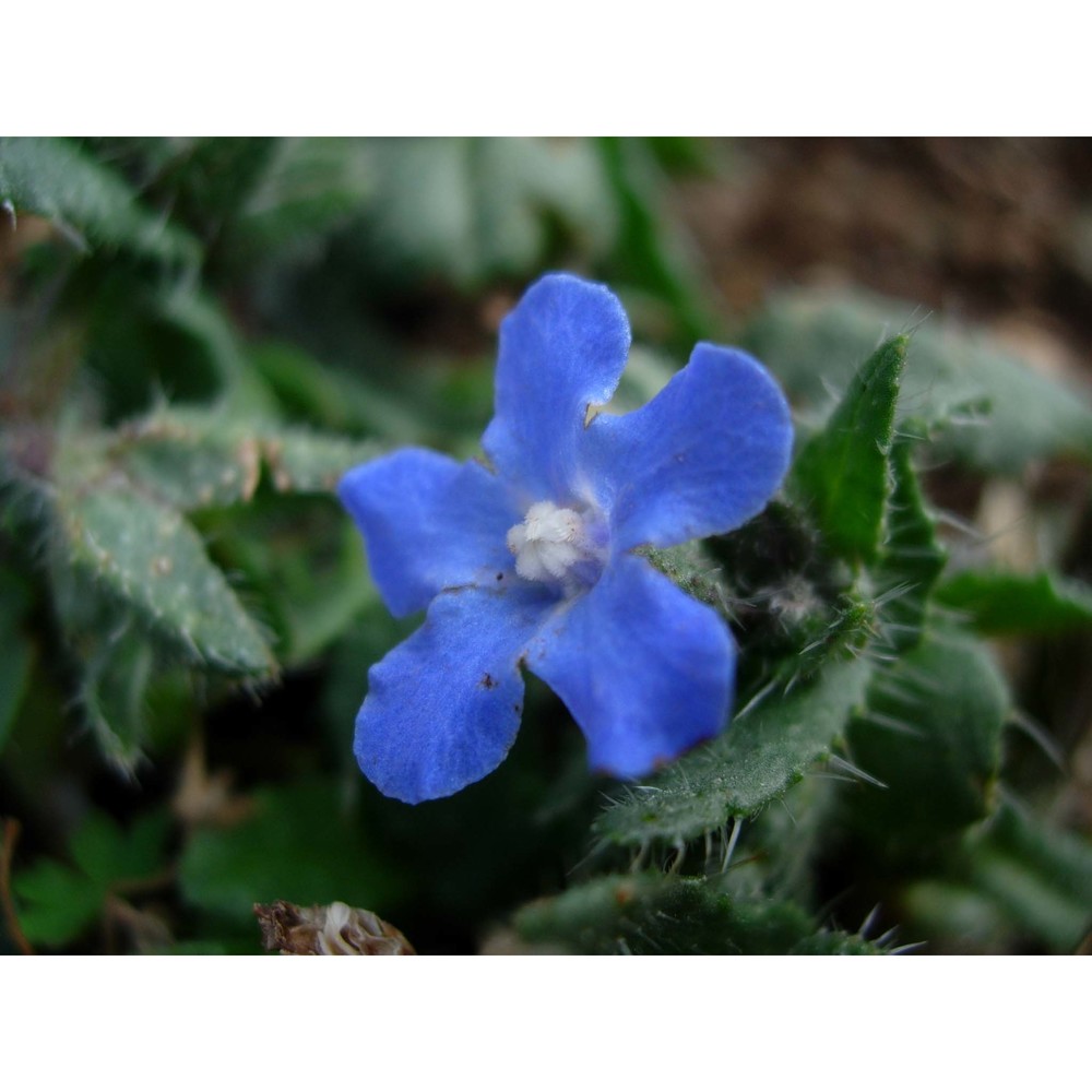 anchusa capellii moris