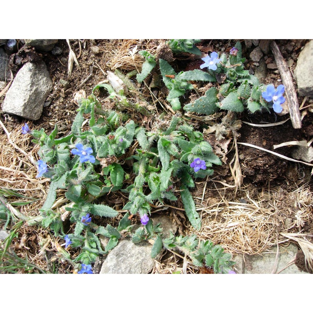 anchusa capellii moris