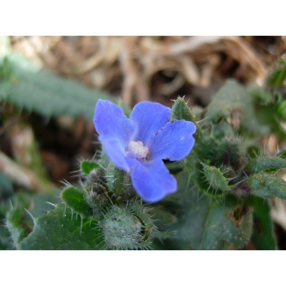 anchusa capellii moris