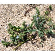 anchusa crispa viv.