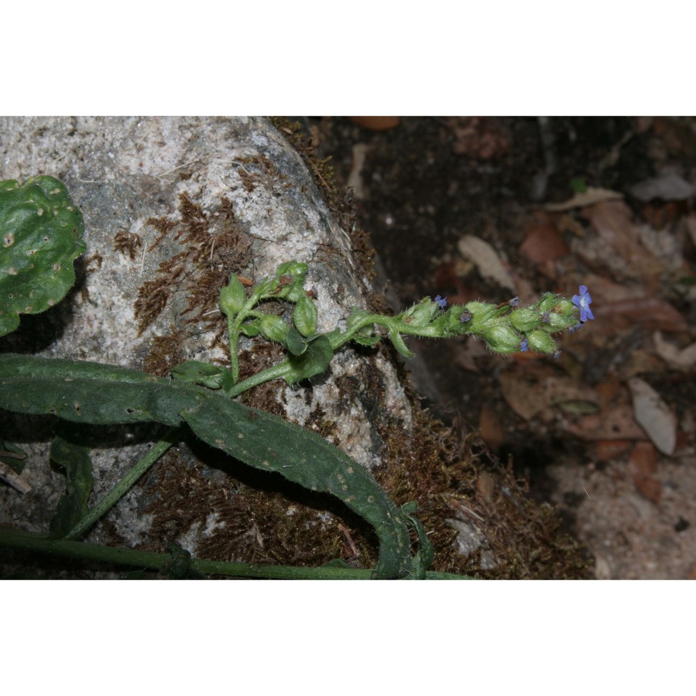 anchusa formosa selvi, bigazzi et bacch.