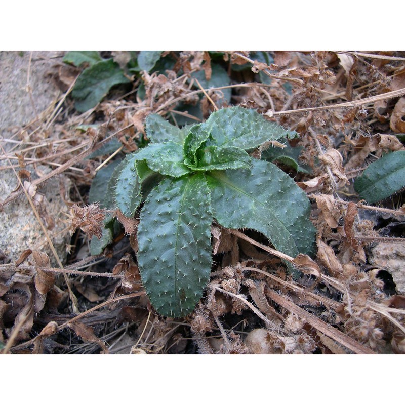 anchusa formosa selvi, bigazzi et bacch.