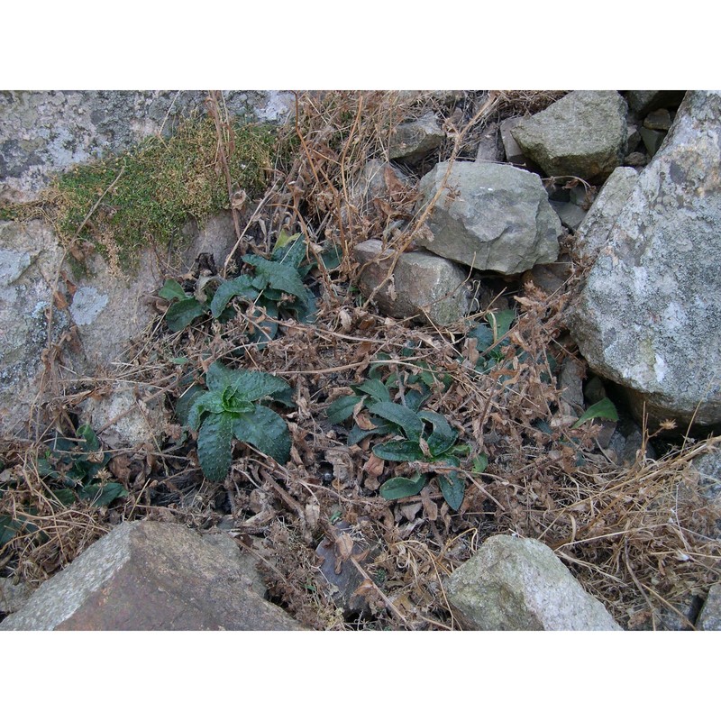 anchusa formosa selvi, bigazzi et bacch.