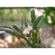 anchusa littorea moris