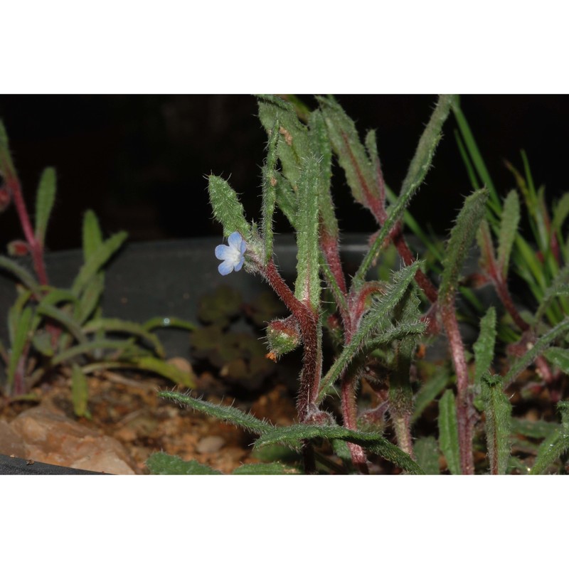 anchusa littorea moris