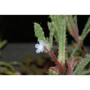 anchusa littorea moris