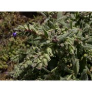 anchusa montelinasana angius, pontec. et selvi