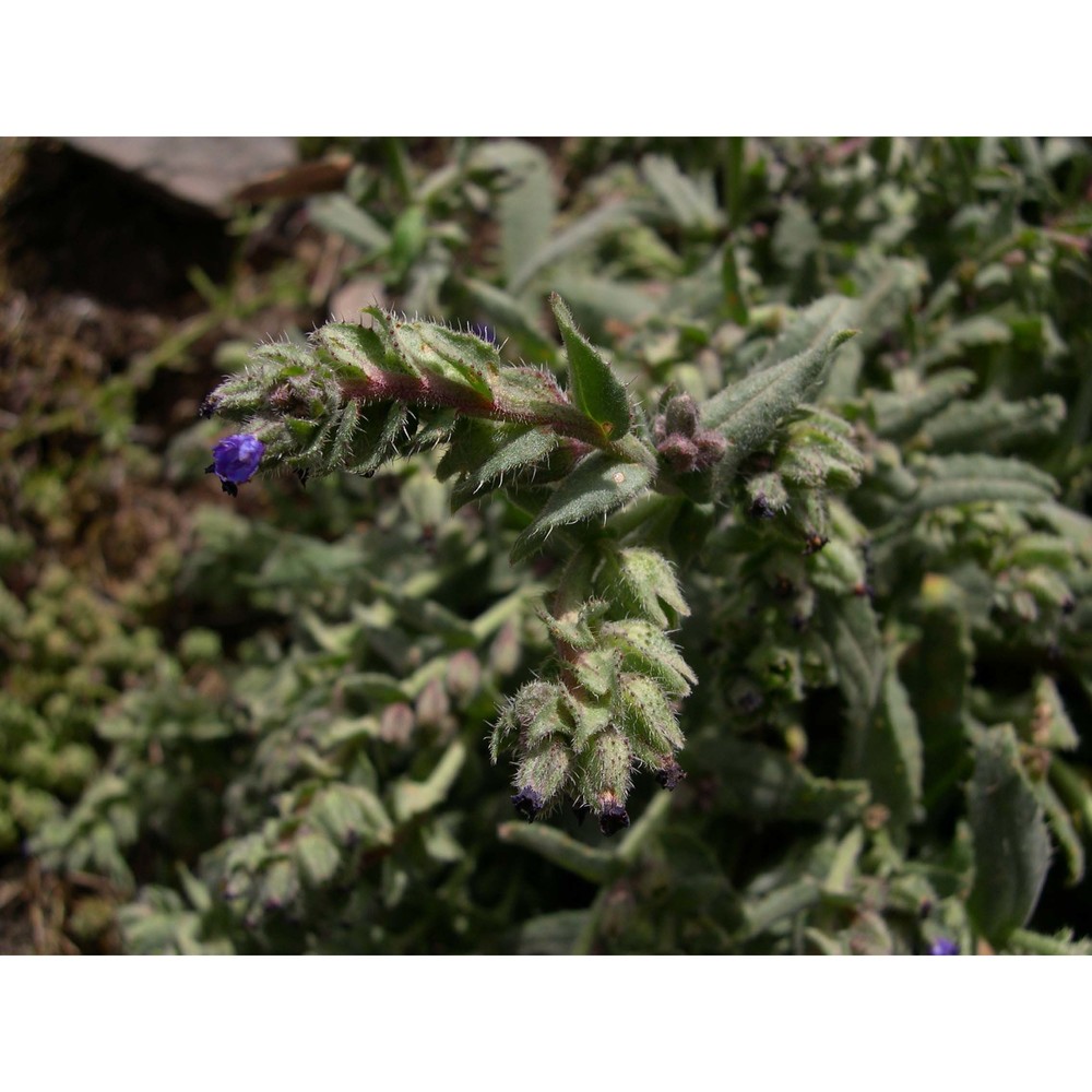 anchusa montelinasana angius, pontec. et selvi