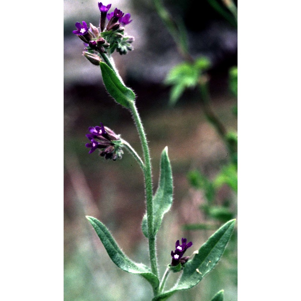 anchusa officinalis l.