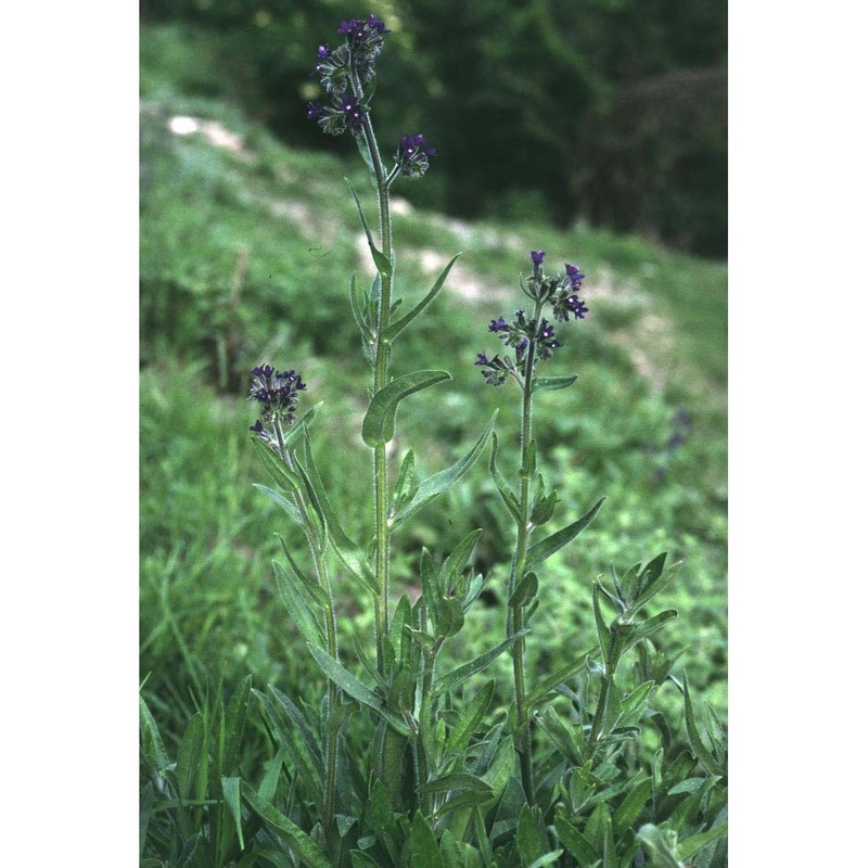 anchusa officinalis l.