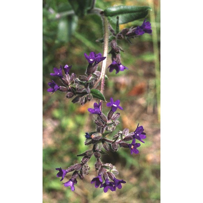 anchusa officinalis l.