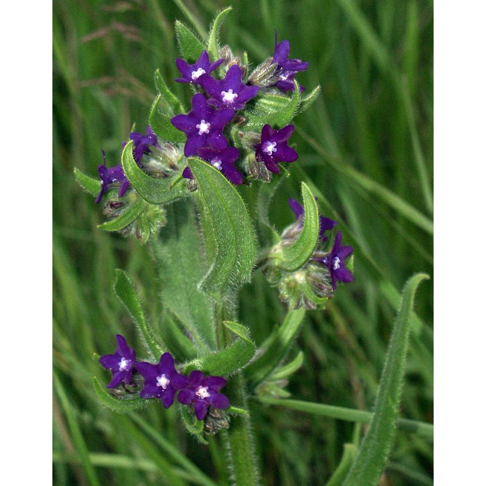 anchusa officinalis l.