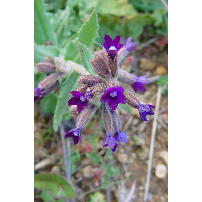 anchusa undulata l.