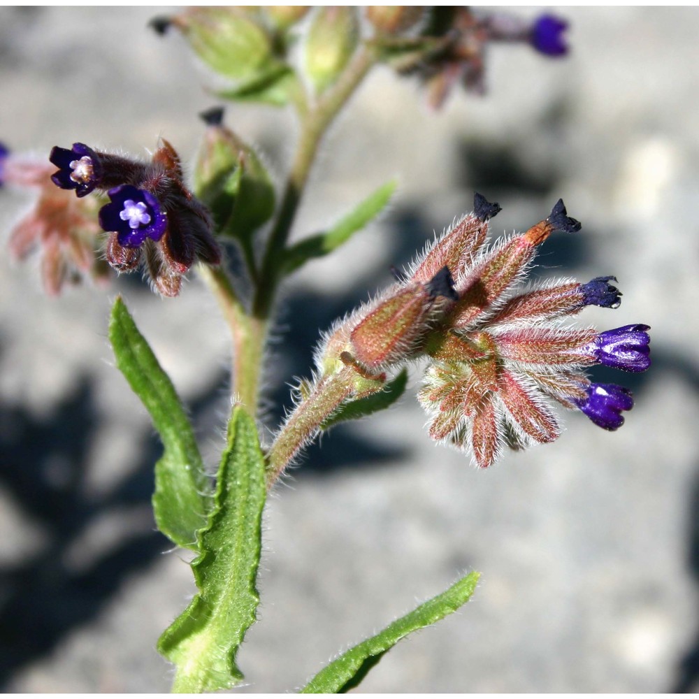 anchusa undulata l.