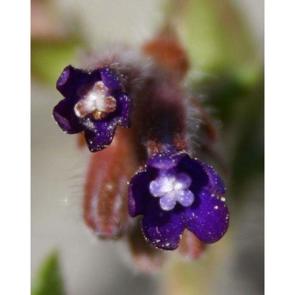 anchusa undulata l.