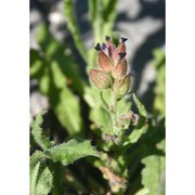 anchusa undulata l.