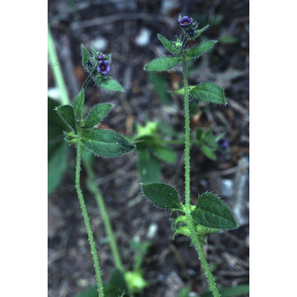 asperugo procumbens l.