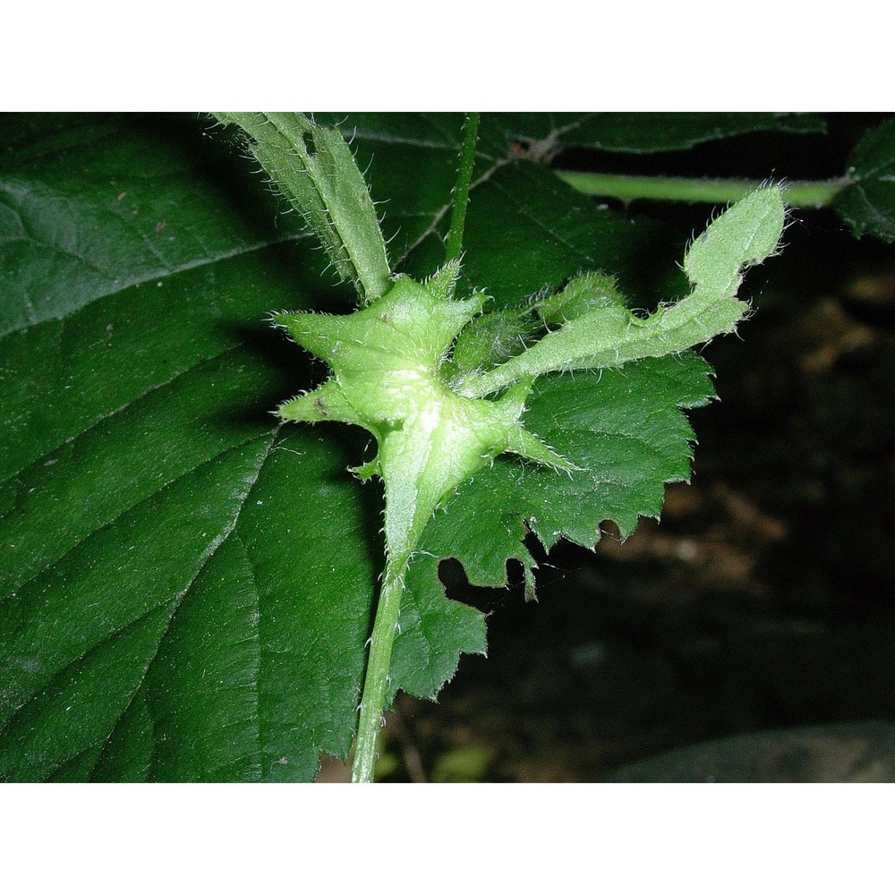 asperugo procumbens l.