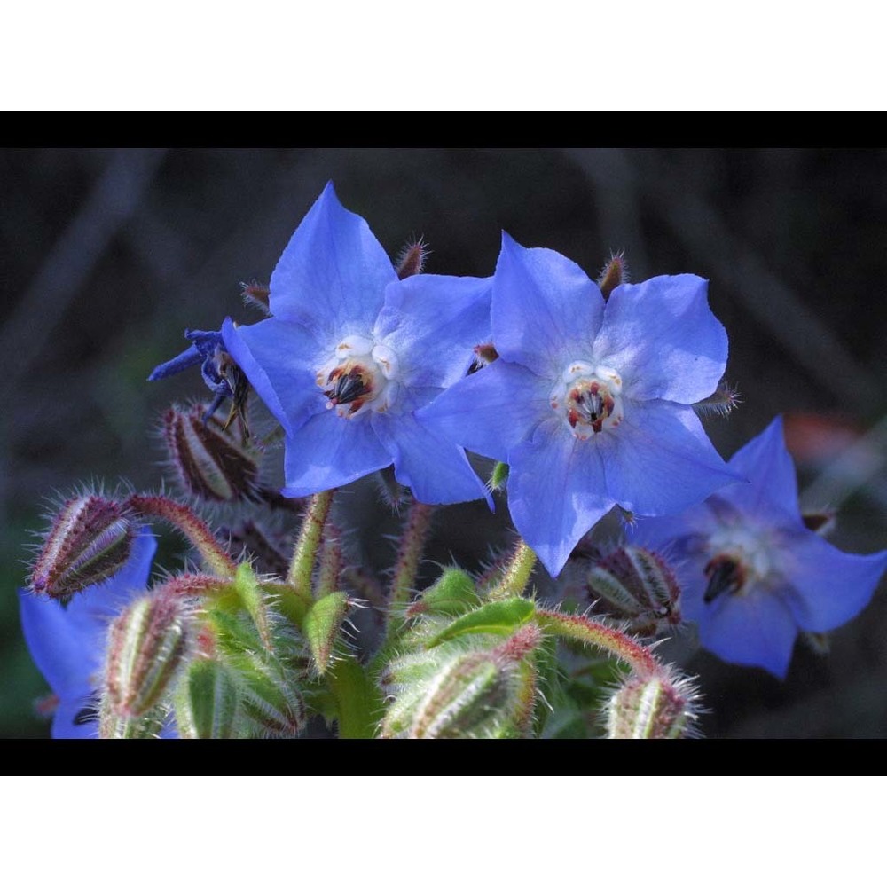 borago officinalis l.