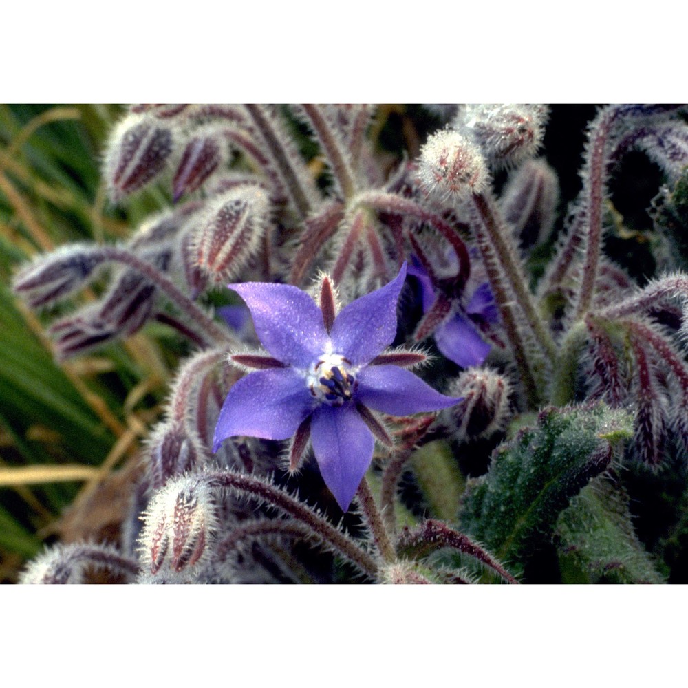 borago officinalis l.