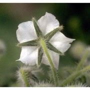 borago officinalis l.