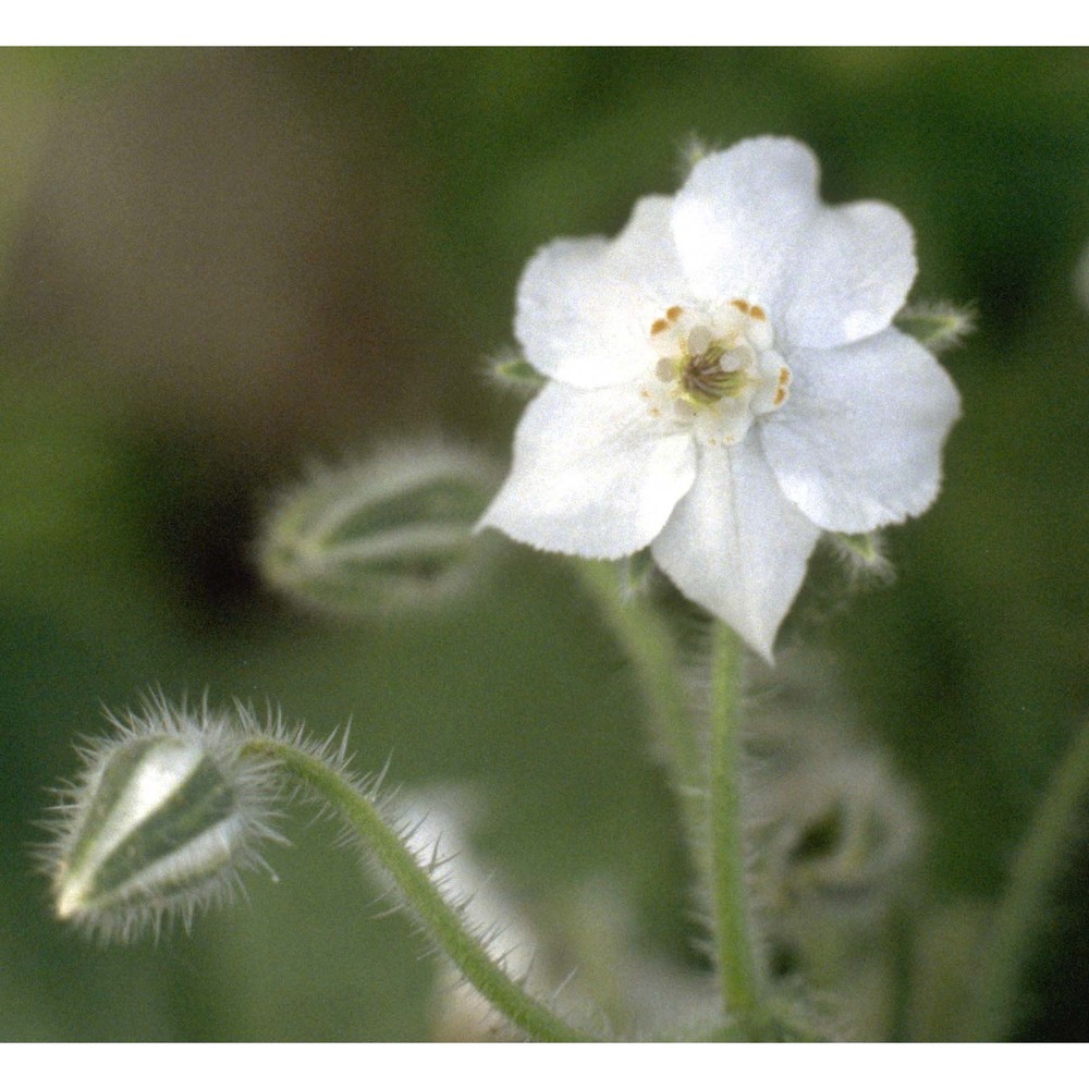 borago officinalis l.