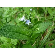 borago pygmaea (dc.) chater et greuter