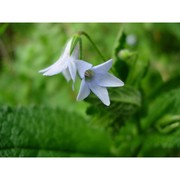 borago pygmaea (dc.) chater et greuter