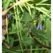 borago pygmaea (dc.) chater et greuter