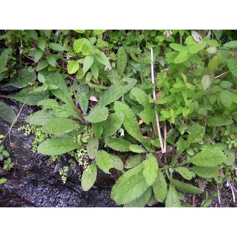 borago pygmaea (dc.) chater et greuter