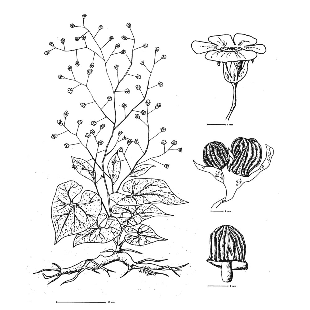 brunnera macrophylla (adams) i. m. johnst.