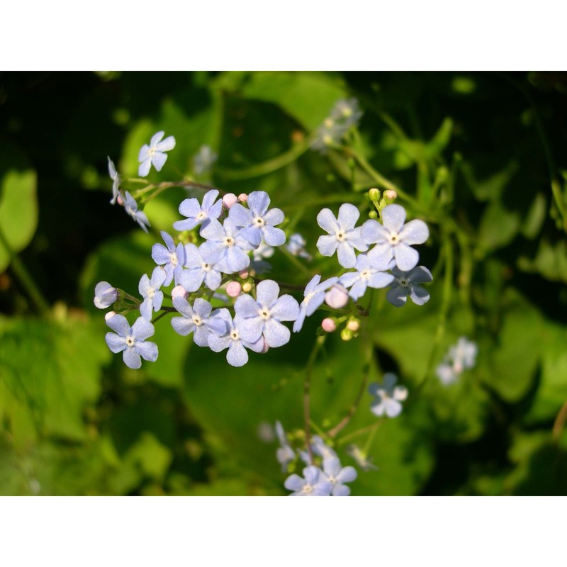 brunnera macrophylla (adams) i. m. johnst.