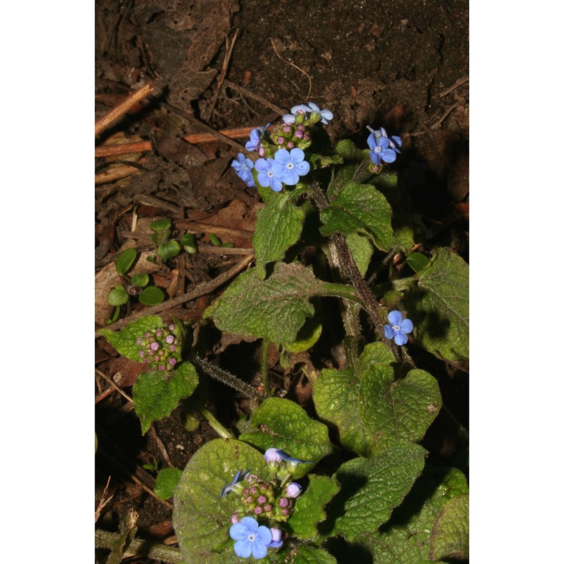 brunnera macrophylla (adams) i. m. johnst.