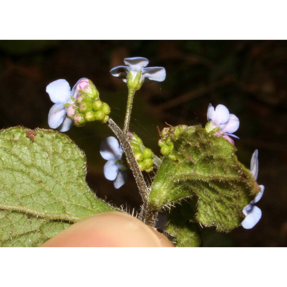 brunnera macrophylla (adams) i. m. johnst.