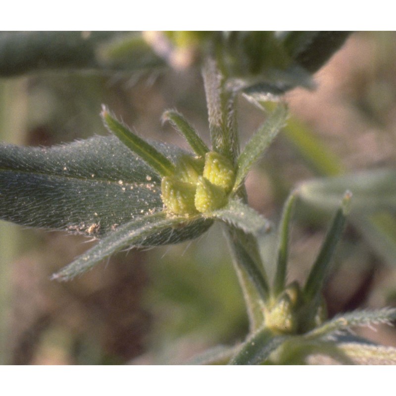 buglossoides arvensis (l.) i. m. johnst.