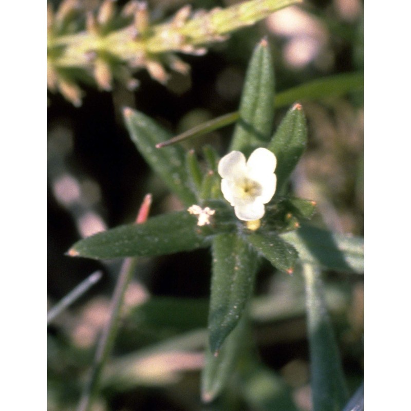 buglossoides arvensis (l.) i. m. johnst.