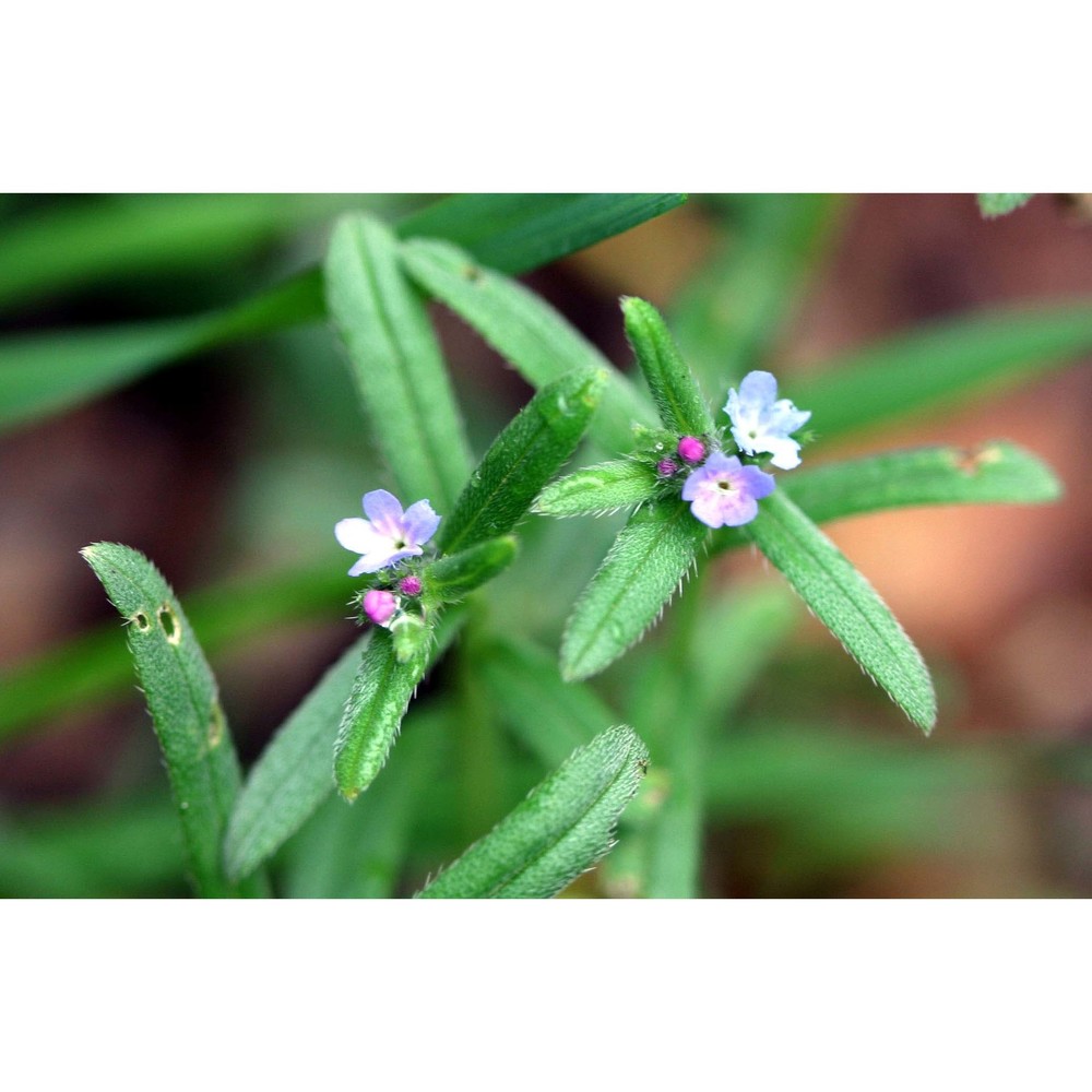 buglossoides incrassata (guss.) i. m. johnst.