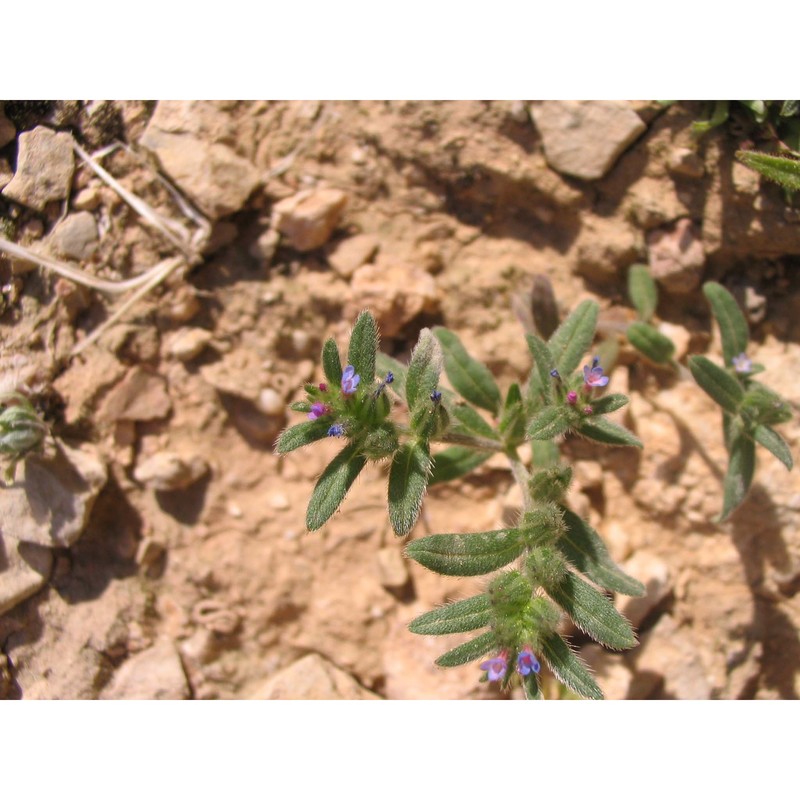 buglossoides tenuiflora (l. fil.) i. m. johnst.