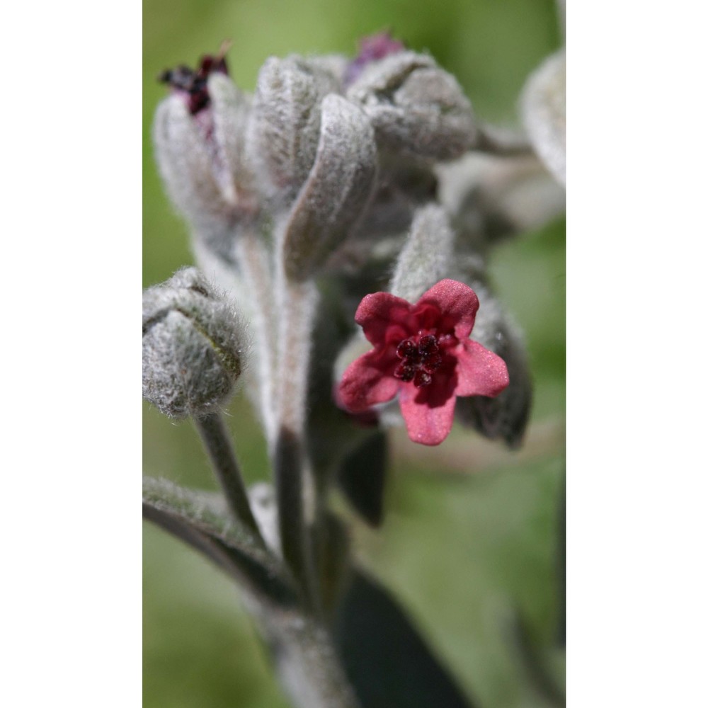 cynoglossum cheirifolium l.