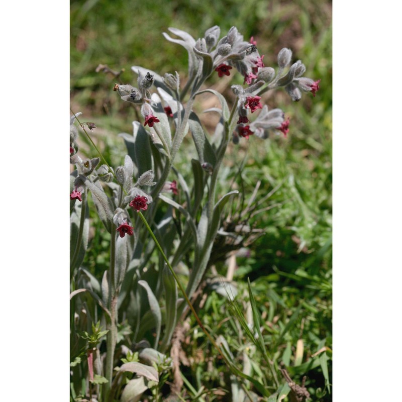 cynoglossum cheirifolium l.