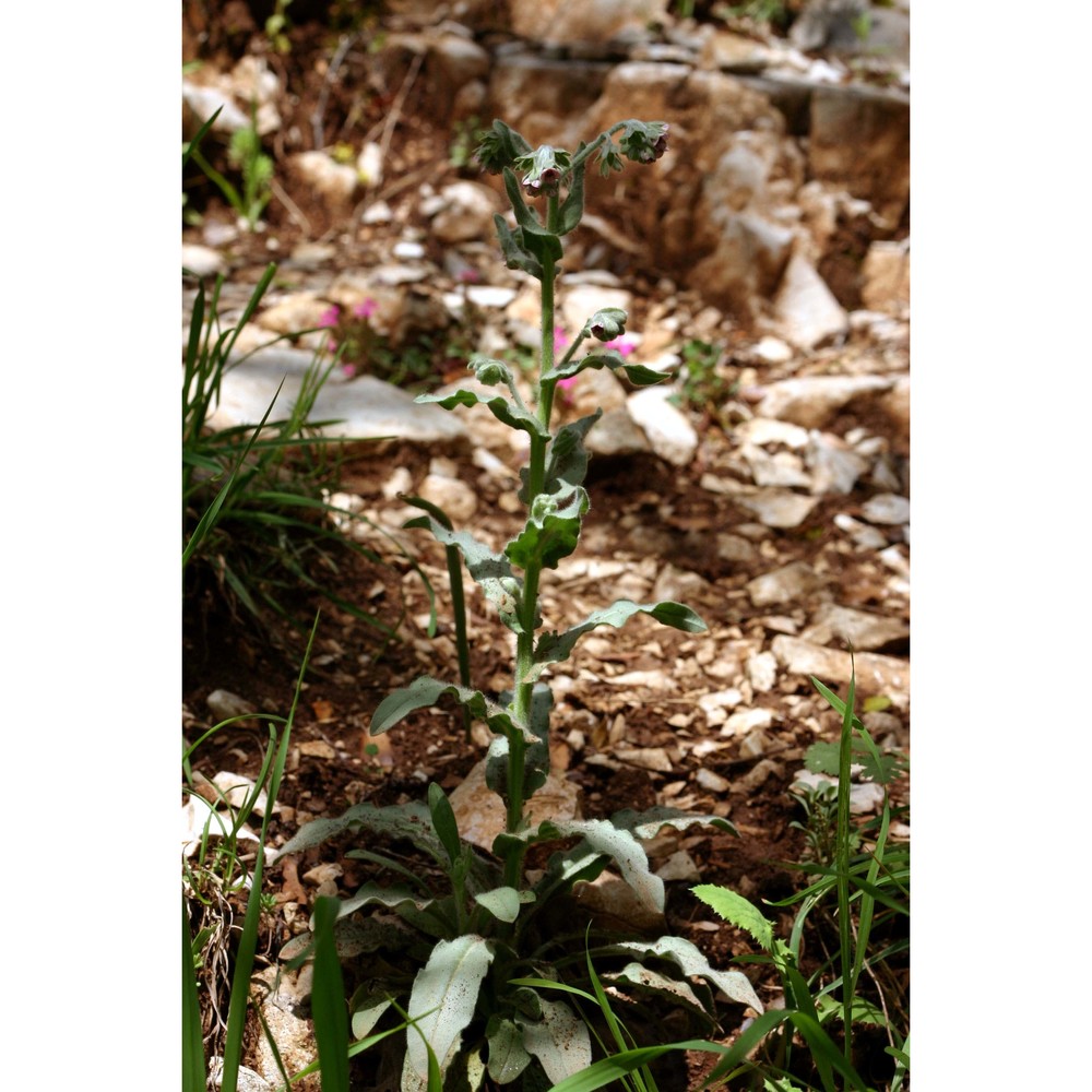 cynoglossum cheirifolium l.