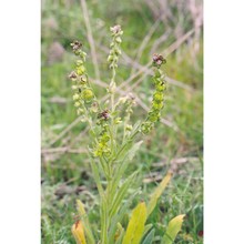 cynoglossum clandestinum desf.