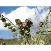 cynoglossum clandestinum desf.