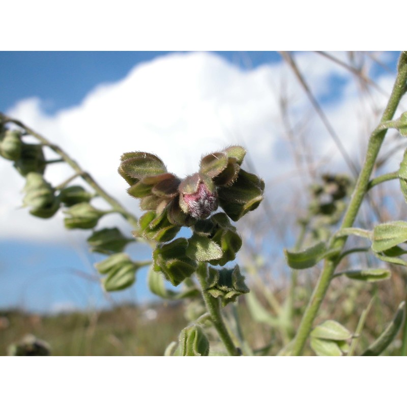 cynoglossum clandestinum desf.