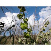 cynoglossum clandestinum desf.