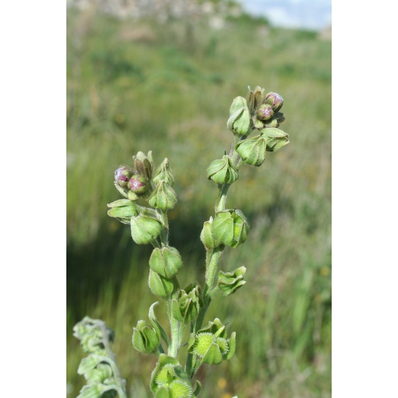 cynoglossum clandestinum desf.