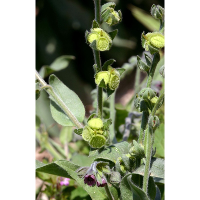 cynoglossum columnae biv.